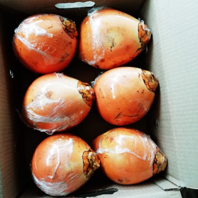 Fresh King Coconut for Export market 